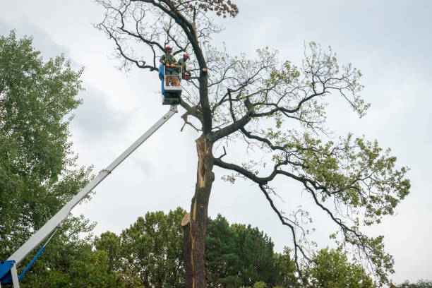 Tree and Shrub Care in Staples, CT