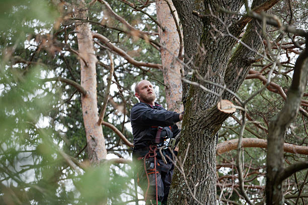 How Our Tree Care Process Works  in  Staples, CT